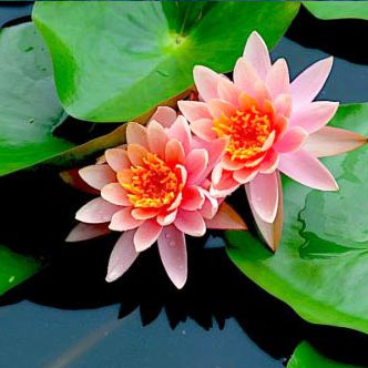 水生植物